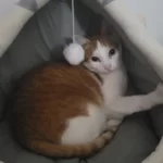 Pet Tent Cave Bed for Cats Small Dogs Self-Warming Cat Tent Bed Cat Hut Comfortable Pet Sleeping Bed Foldable Removable Washable photo review