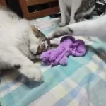 Cat Toys | Cute Octopus Plush । Cat & Dog Toys | ATOZBY photo review