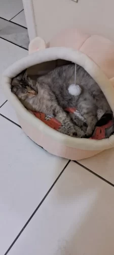 Pet Tent Cave Bed for Cats Small Dogs Self-Warming Cat Tent Bed Cat Hut Comfortable Pet Sleeping Bed Foldable Removable Washable photo review