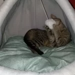 Pet Tent Cave Bed for Cats Small Dogs Self-Warming Cat Tent Bed Cat Hut Comfortable Pet Sleeping Bed Foldable Removable Washable photo review
