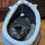 Pet Tent Cave Bed for Cats Small Dogs Self-Warming Cat Tent Bed Cat Hut Comfortable Pet Sleeping Bed Foldable Removable Washable photo review