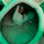 Pet Tent Cave Bed for Cats Small Dogs Self-Warming Cat Tent Bed Cat Hut Comfortable Pet Sleeping Bed Foldable Removable Washable photo review
