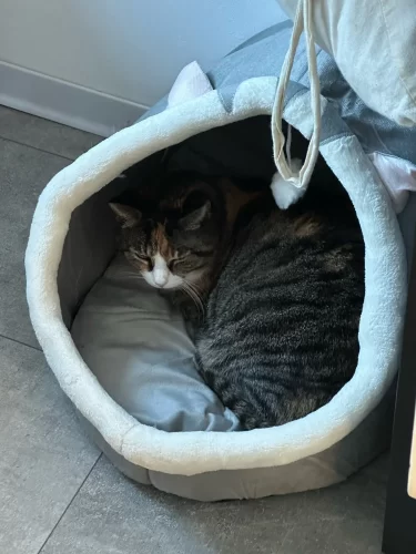 Pet Tent Cave Bed for Cats Small Dogs Self-Warming Cat Tent Bed Cat Hut Comfortable Pet Sleeping Bed Foldable Removable Washable photo review