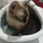 Pet Tent Cave Bed for Cats Small Dogs Self-Warming Cat Tent Bed Cat Hut Comfortable Pet Sleeping Bed Foldable Removable Washable photo review