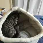 Pet Tent Cave Bed for Cats Small Dogs Self-Warming Cat Tent Bed Cat Hut Comfortable Pet Sleeping Bed Foldable Removable Washable photo review