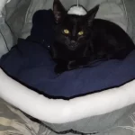 Pet Tent Cave Bed for Cats Small Dogs Self-Warming Cat Tent Bed Cat Hut Comfortable Pet Sleeping Bed Foldable Removable Washable photo review