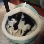 Pet Tent Cave Bed for Cats Small Dogs Self-Warming Cat Tent Bed Cat Hut Comfortable Pet Sleeping Bed Foldable Removable Washable photo review