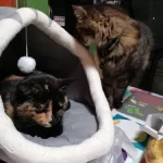 Pet Tent Cave Bed for Cats Small Dogs Self-Warming Cat Tent Bed Cat Hut Comfortable Pet Sleeping Bed Foldable Removable Washable photo review