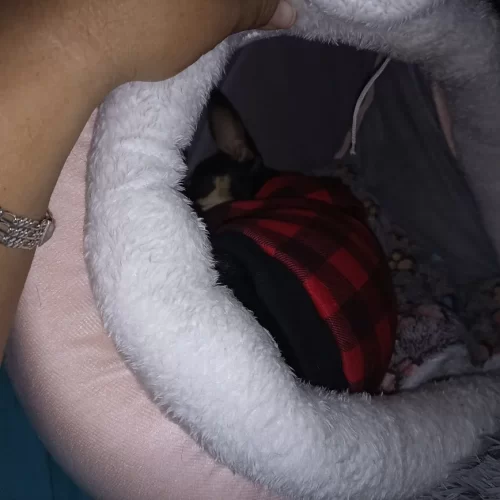 Pet Tent Cave Bed for Cats Small Dogs Self-Warming Cat Tent Bed Cat Hut Comfortable Pet Sleeping Bed Foldable Removable Washable photo review