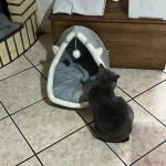 Pet Tent Cave Bed for Cats Small Dogs Self-Warming Cat Tent Bed Cat Hut Comfortable Pet Sleeping Bed Foldable Removable Washable photo review