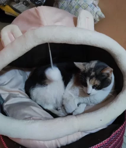 Pet Tent Cave Bed for Cats Small Dogs Self-Warming Cat Tent Bed Cat Hut Comfortable Pet Sleeping Bed Foldable Removable Washable photo review