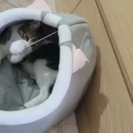 Pet Tent Cave Bed for Cats Small Dogs Self-Warming Cat Tent Bed Cat Hut Comfortable Pet Sleeping Bed Foldable Removable Washable photo review