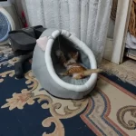 Pet Tent Cave Bed for Cats Small Dogs Self-Warming Cat Tent Bed Cat Hut Comfortable Pet Sleeping Bed Foldable Removable Washable photo review