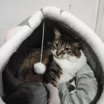 Pet Tent Cave Bed for Cats Small Dogs Self-Warming Cat Tent Bed Cat Hut Comfortable Pet Sleeping Bed Foldable Removable Washable photo review