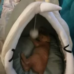 Pet Tent Cave Bed for Cats Small Dogs Self-Warming Cat Tent Bed Cat Hut Comfortable Pet Sleeping Bed Foldable Removable Washable photo review