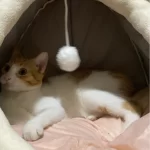 Pet Tent Cave Bed for Cats Small Dogs Self-Warming Cat Tent Bed Cat Hut Comfortable Pet Sleeping Bed Foldable Removable Washable photo review