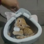 Cat Toys | Mouse Shape toys | Foldable Cat Toys । Cat & Dog Toys | ATOZBY photo review