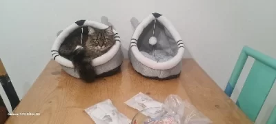 Pet Tent Cave Bed for Cats Small Dogs Self-Warming Cat Tent Bed Cat Hut Comfortable Pet Sleeping Bed Foldable Removable Washable photo review
