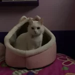 Pet Tent Cave Bed for Cats Small Dogs Self-Warming Cat Tent Bed Cat Hut Comfortable Pet Sleeping Bed Foldable Removable Washable photo review