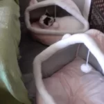Pet Tent Cave Bed for Cats Small Dogs Self-Warming Cat Tent Bed Cat Hut Comfortable Pet Sleeping Bed Foldable Removable Washable photo review