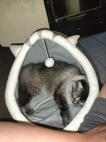 Pet Tent Cave Bed for Cats Small Dogs Self-Warming Cat Tent Bed Cat Hut Comfortable Pet Sleeping Bed Foldable Removable Washable photo review