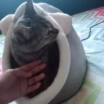 Pet Tent Cave Bed for Cats Small Dogs Self-Warming Cat Tent Bed Cat Hut Comfortable Pet Sleeping Bed Foldable Removable Washable photo review