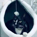 Pet Tent Cave Bed for Cats Small Dogs Self-Warming Cat Tent Bed Cat Hut Comfortable Pet Sleeping Bed Foldable Removable Washable photo review