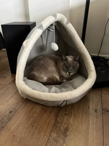 Pet Tent Cave Bed for Cats Small Dogs Self-Warming Cat Tent Bed Cat Hut Comfortable Pet Sleeping Bed Foldable Removable Washable photo review