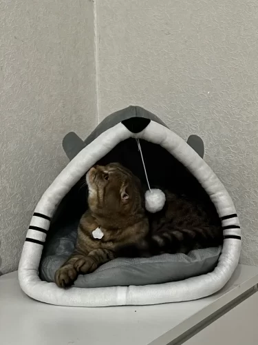 Pet Tent Cave Bed for Cats Small Dogs Self-Warming Cat Tent Bed Cat Hut Comfortable Pet Sleeping Bed Foldable Removable Washable photo review