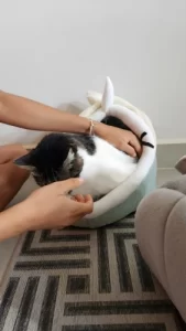 Pet Tent Cave Bed for Cats Small Dogs Self-Warming Cat Tent Bed Cat Hut Comfortable Pet Sleeping Bed Foldable Removable Washable photo review
