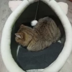 Pet Tent Cave Bed for Cats Small Dogs Self-Warming Cat Tent Bed Cat Hut Comfortable Pet Sleeping Bed Foldable Removable Washable photo review