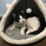 Pet Tent Cave Bed for Cats Small Dogs Self-Warming Cat Tent Bed Cat Hut Comfortable Pet Sleeping Bed Foldable Removable Washable photo review