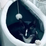 Pet Tent Cave Bed for Cats Small Dogs Self-Warming Cat Tent Bed Cat Hut Comfortable Pet Sleeping Bed Foldable Removable Washable photo review