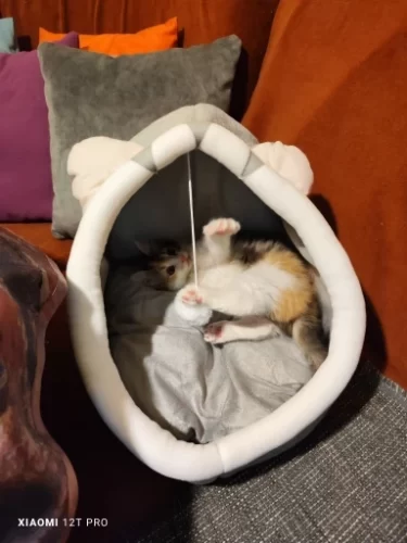 Pet Tent Cave Bed for Cats Small Dogs Self-Warming Cat Tent Bed Cat Hut Comfortable Pet Sleeping Bed Foldable Removable Washable photo review