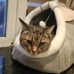 Pet Tent Cave Bed for Cats Small Dogs Self-Warming Cat Tent Bed Cat Hut Comfortable Pet Sleeping Bed Foldable Removable Washable photo review