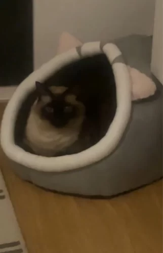 Pet Tent Cave Bed for Cats Small Dogs Self-Warming Cat Tent Bed Cat Hut Comfortable Pet Sleeping Bed Foldable Removable Washable photo review