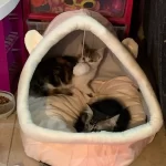 Pet Tent Cave Bed for Cats Small Dogs Self-Warming Cat Tent Bed Cat Hut Comfortable Pet Sleeping Bed Foldable Removable Washable photo review