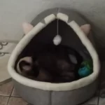 Pet Tent Cave Bed for Cats Small Dogs Self-Warming Cat Tent Bed Cat Hut Comfortable Pet Sleeping Bed Foldable Removable Washable photo review