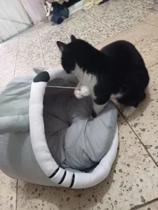 Pet Tent Cave Bed for Cats Small Dogs Self-Warming Cat Tent Bed Cat Hut Comfortable Pet Sleeping Bed Foldable Removable Washable photo review