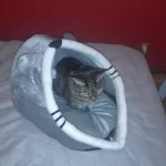 Pet Tent Cave Bed for Cats Small Dogs Self-Warming Cat Tent Bed Cat Hut Comfortable Pet Sleeping Bed Foldable Removable Washable photo review
