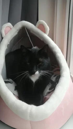 Pet Tent Cave Bed for Cats Small Dogs Self-Warming Cat Tent Bed Cat Hut Comfortable Pet Sleeping Bed Foldable Removable Washable photo review