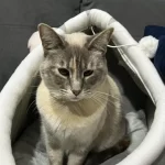 Pet Tent Cave Bed for Cats Small Dogs Self-Warming Cat Tent Bed Cat Hut Comfortable Pet Sleeping Bed Foldable Removable Washable photo review