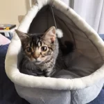 Pet Tent Cave Bed for Cats Small Dogs Self-Warming Cat Tent Bed Cat Hut Comfortable Pet Sleeping Bed Foldable Removable Washable photo review