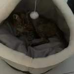 Pet Tent Cave Bed for Cats Small Dogs Self-Warming Cat Tent Bed Cat Hut Comfortable Pet Sleeping Bed Foldable Removable Washable photo review