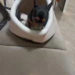 Pet Tent Cave Bed for Cats Small Dogs Self-Warming Cat Tent Bed Cat Hut Comfortable Pet Sleeping Bed Foldable Removable Washable photo review