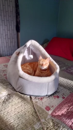 Pet Tent Cave Bed for Cats Small Dogs Self-Warming Cat Tent Bed Cat Hut Comfortable Pet Sleeping Bed Foldable Removable Washable photo review