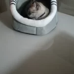 Pet Tent Cave Bed for Cats Small Dogs Self-Warming Cat Tent Bed Cat Hut Comfortable Pet Sleeping Bed Foldable Removable Washable photo review