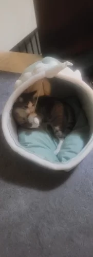 Pet Tent Cave Bed for Cats Small Dogs Self-Warming Cat Tent Bed Cat Hut Comfortable Pet Sleeping Bed Foldable Removable Washable photo review